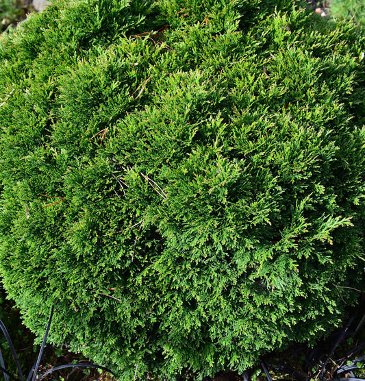  Scheinzypresse Green Globe 15-20cm - Chamaecyparis Lawsoniana
