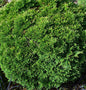  Scheinzypresse Green Globe 15-20cm - Chamaecyparis Lawsoniana