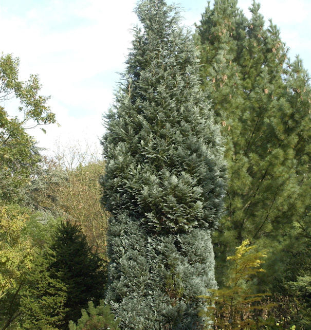  Scheinzypresse Pelts Blue 30-40cm - Chamaecyparis Lawsoniana