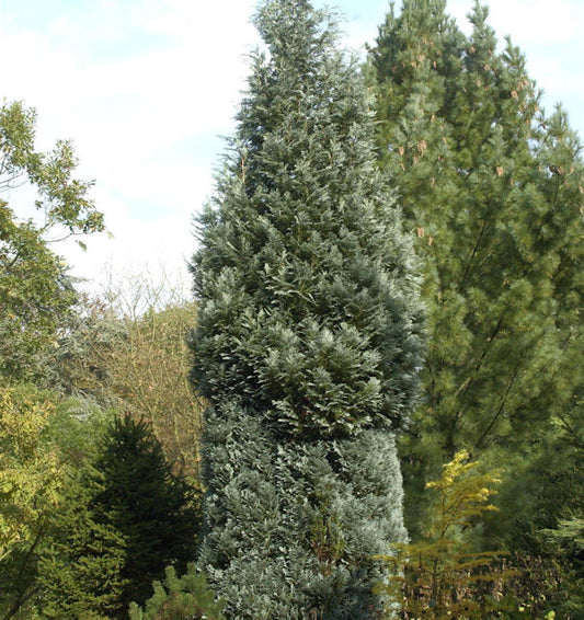  Scheinzypresse Pelts Blue 30-40cm - Chamaecyparis Lawsoniana