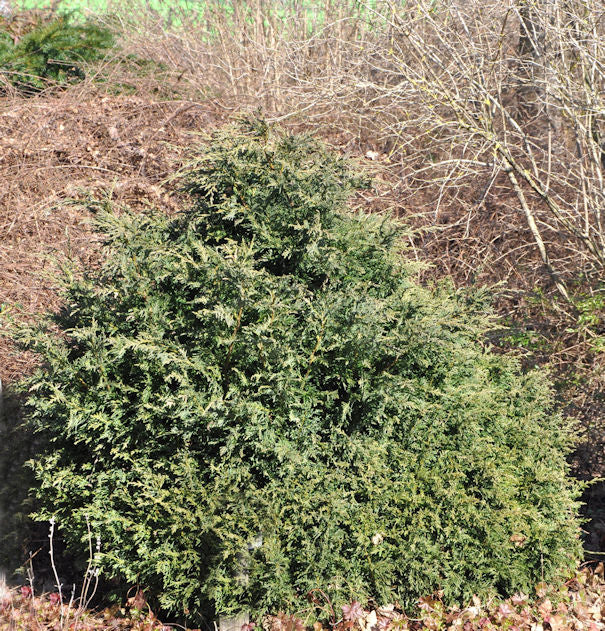  Kissenzypresse Caesia 50-60cm - Chamaecyparis Lawsoniana