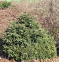  Kissenzypresse Caesia 50-60cm - Chamaecyparis Lawsoniana