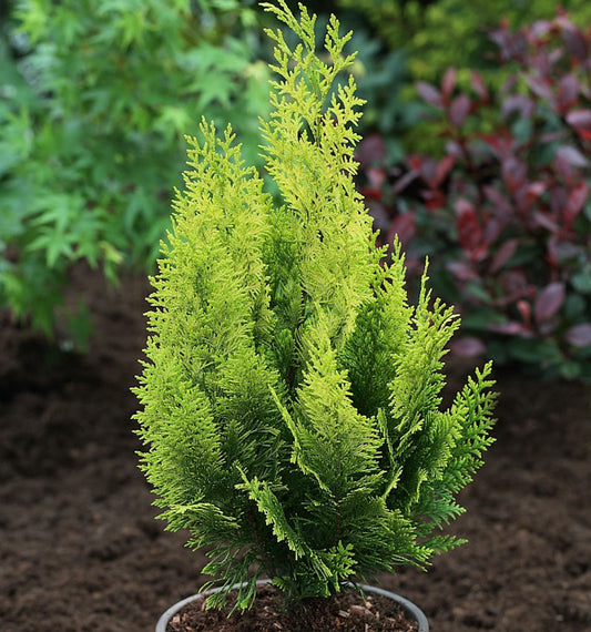  Gelbe Gartenzypresse Howarth Gold 80-100cm - Chamaecyparis Lawsoniana