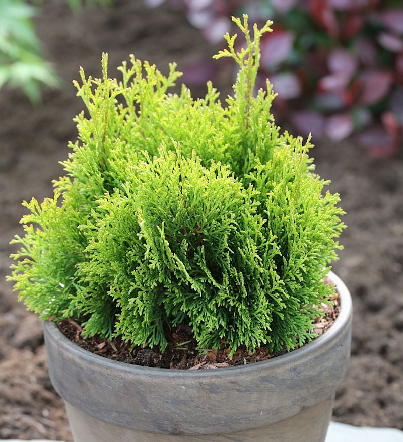  Gelbe Scheinzypresse Miky 15-20cm - Chamaecyparis Lawsoniana