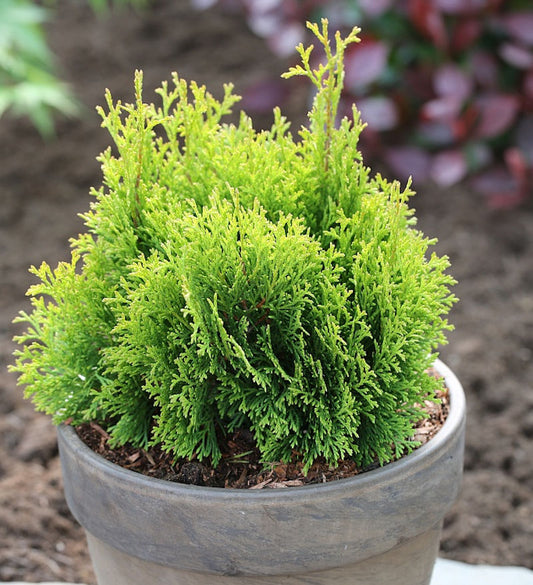  Gelbe Scheinzypresse Miky 15-20cm - Chamaecyparis Lawsoniana