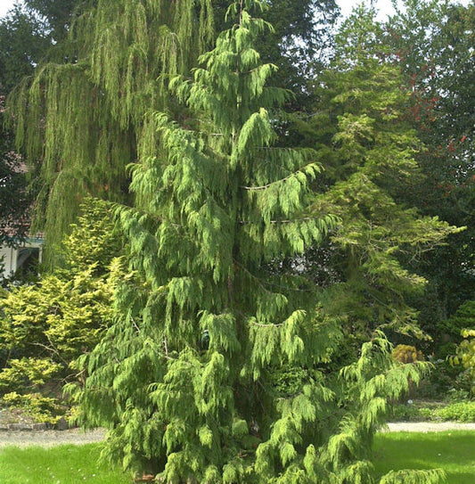  Mähnenzypresse 100-125cm - Chamaecyparis Nootkatensis