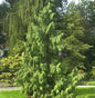  Mähnenzypresse 100-125cm - Chamaecyparis Nootkatensis