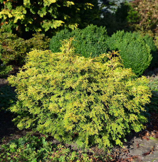  Muschel Scheinzypresse Bronze Pygmaea 25-30cm - Chamaecyparis Obtusa