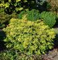  Muschel Scheinzypresse Bronze Pygmaea 25-30cm - Chamaecyparis Obtusa