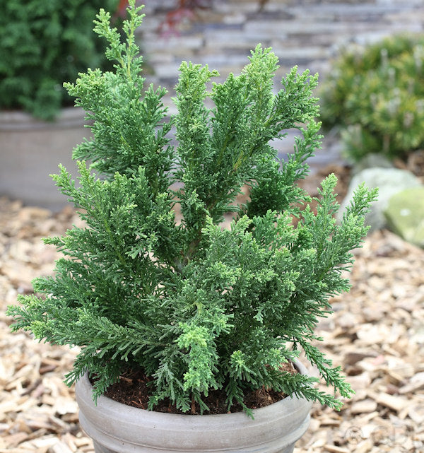  Scheinzypresse Drath 25-30cm - Chamaecyparis Obtusa