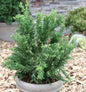  Scheinzypresse Drath 25-30cm - Chamaecyparis Obtusa