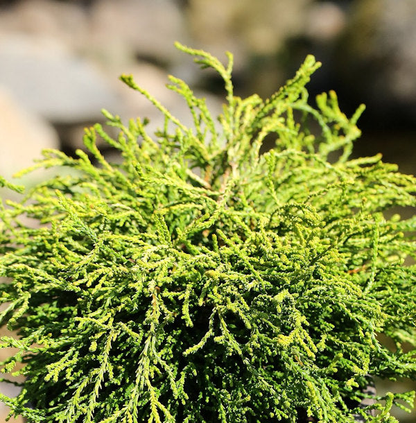  Hochstamm Gelbe Hinoki Scheinzypresse Gitte 60-80cm - Chamaecyparis Obtusa