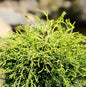  Hochstamm Gelbe Hinoki Scheinzypresse Gitte 60-80cm - Chamaecyparis Obtusa