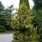  Zwerg Hinoki Scheinzypresse 50-60cm - Chamaecyparis Obtusa