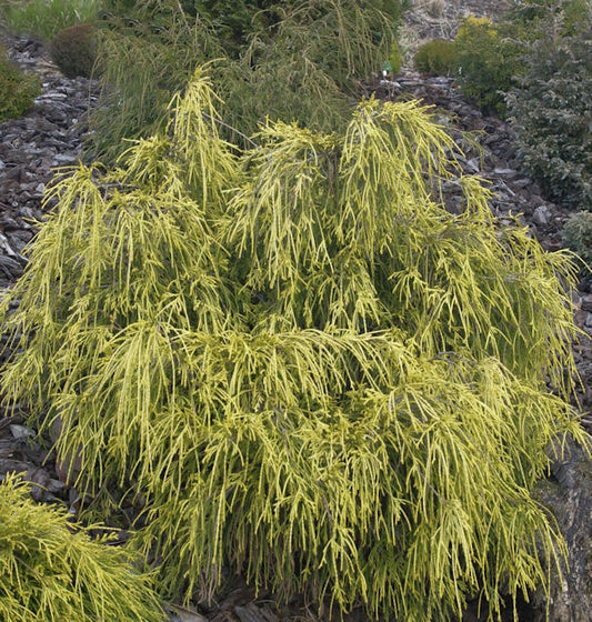  Gelbe Fadenzypresse 20-25cm - Chamaecyparis Pisifera
