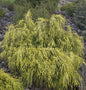  Gelbe Fadenzypresse 20-25cm - Chamaecyparis Pisifera
