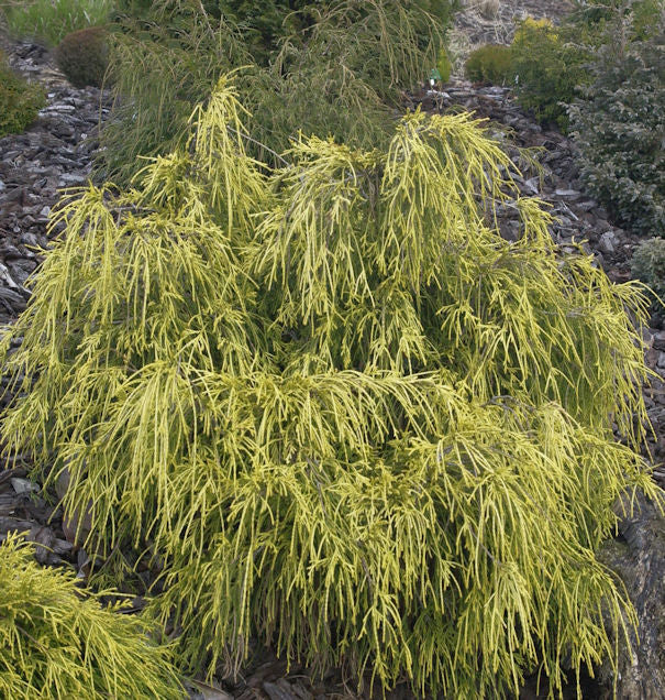  Gelbe Fadenzypresse 25-30cm - Chamaecyparis Pisifera