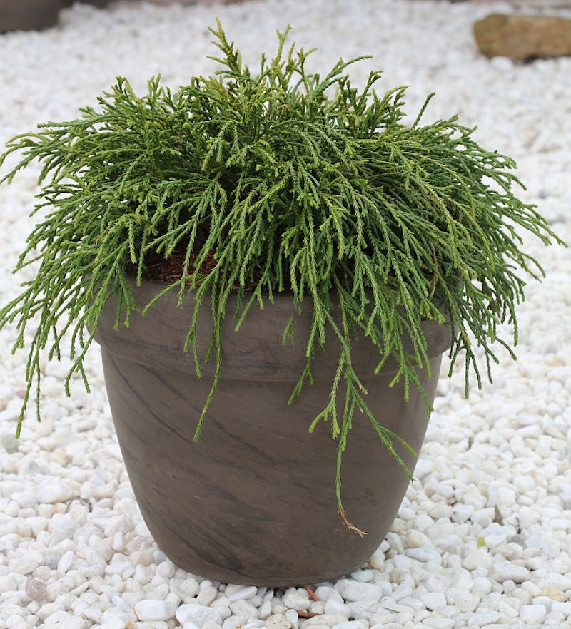  Grüne Fadenzypresse 15-20cm - Chamaecyparis Pisifera