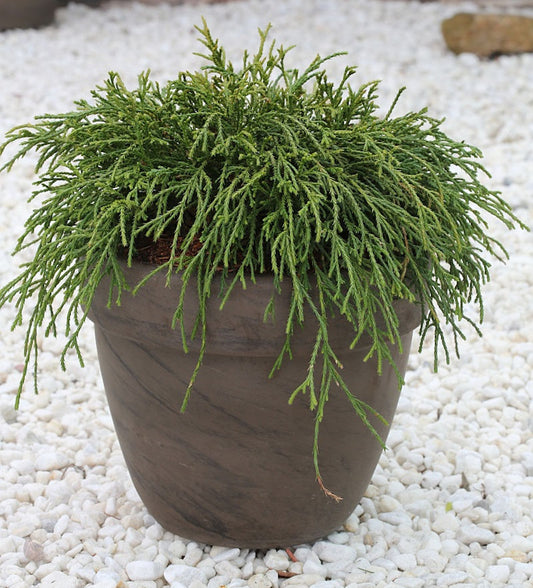 Grüne Fadenzypresse 15-20cm - Chamaecyparis Pisifera