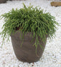  Grüne Fadenzypresse 15-20cm - Chamaecyparis Pisifera