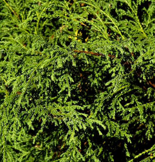  Fadenzypresse Minta 15-20cm - Chamaecyparis Pisifera