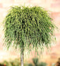  Hochstamm Gelbe Fadenzypresse Sungold 80-100cm - Chamaecyparis Pisifera