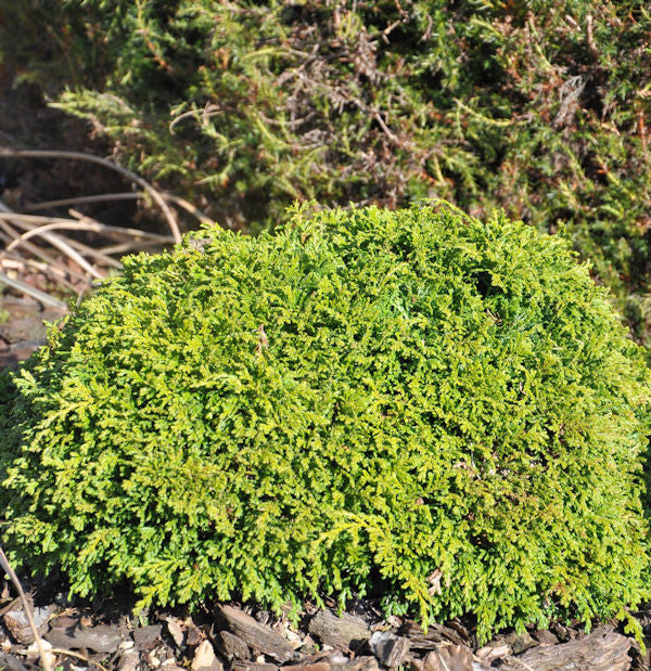  Silberzypresse Tsukumo 30-40cm - Chamaecyparis Pisifera