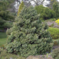  Silberzypresse Boulevard 40-60cm - Chamaecyparis Pisifera