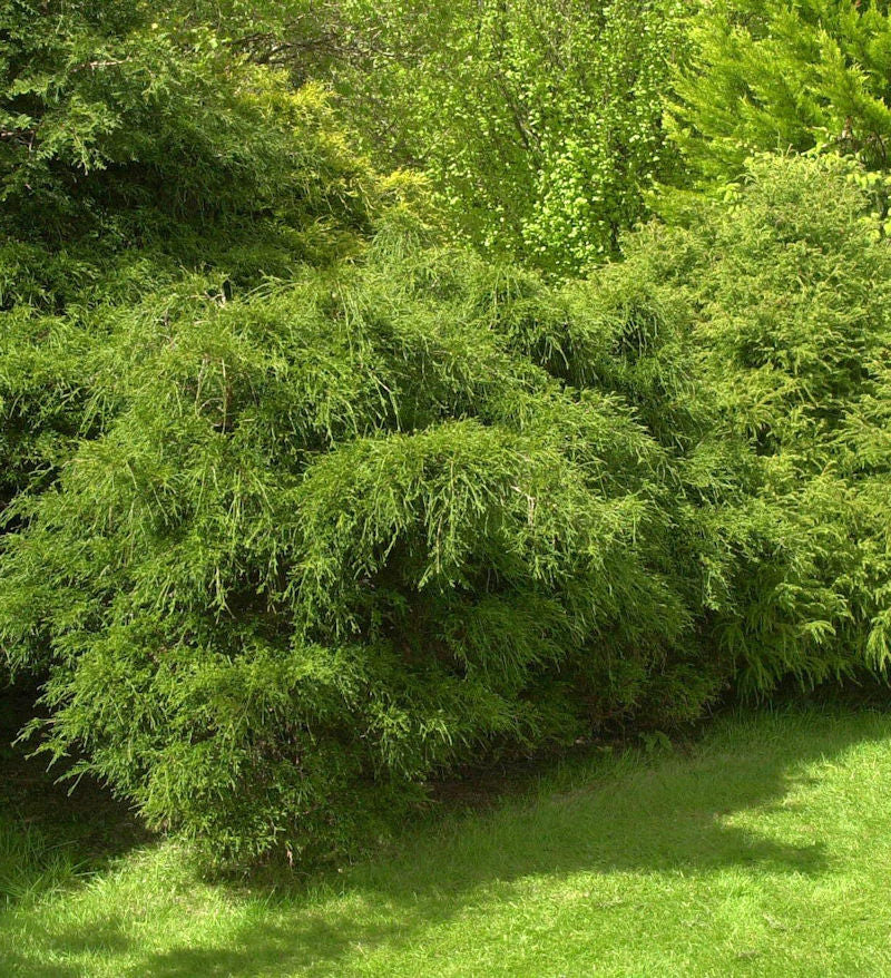  Zwergmooszypresse 15-20cm - Chamaecyparis Pisifera