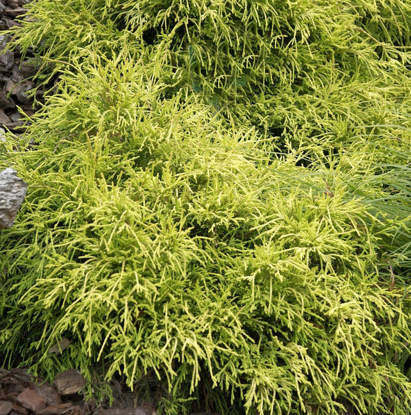  Gelbe Fadenzypresse Sungold 40-50cm - Chamaecyparis Pisifera