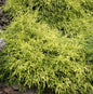  Gelbe Fadenzypresse Sungold 15-20cm - Chamaecyparis Pisifera