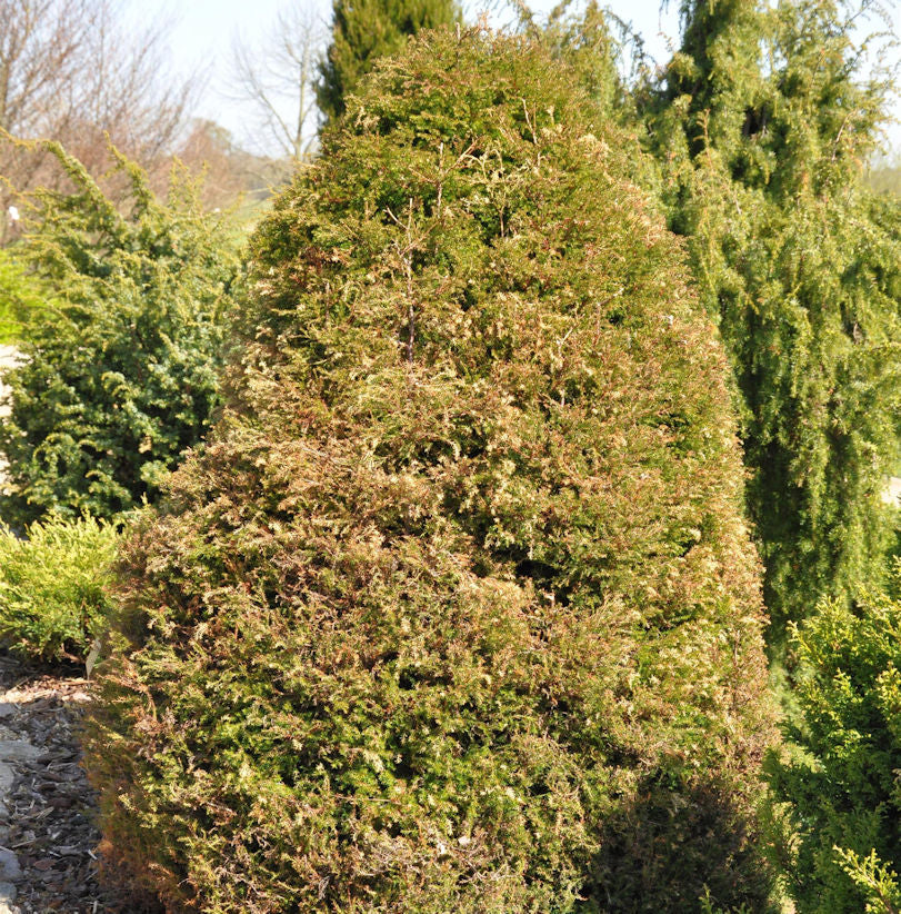  Weiße Scheinzypresse Spitzbergen 25-30cm - Chamaecyparis Thyoides
