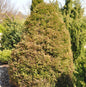  Weiße Scheinzypresse Spitzbergen 25-30cm - Chamaecyparis Thyoides