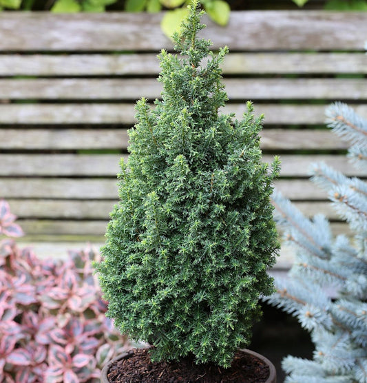  Kegelzypresse Top Point 25-30cm - Chamaecyparis Thyoides