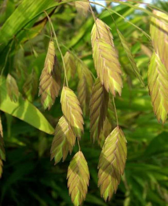  Plattährengras - Chasmanthium Latifolium
