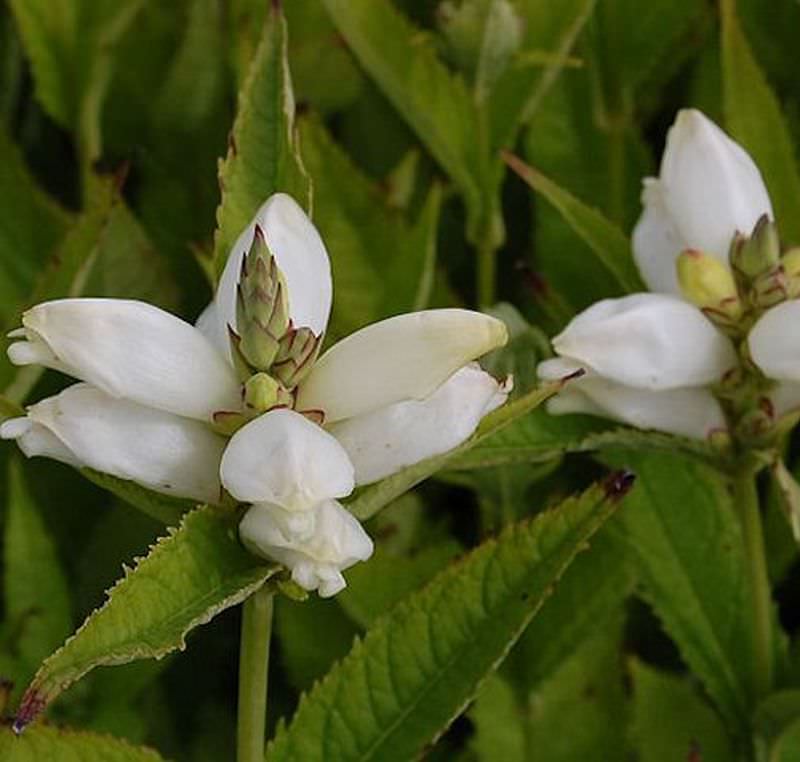  Schildblume Alba - Chelone Obliqua
