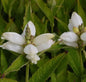  Schildblume Alba - Chelone Obliqua