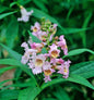  Sommerglocke Pink Dawn 100-125cm - Chitalpa Taschkensis