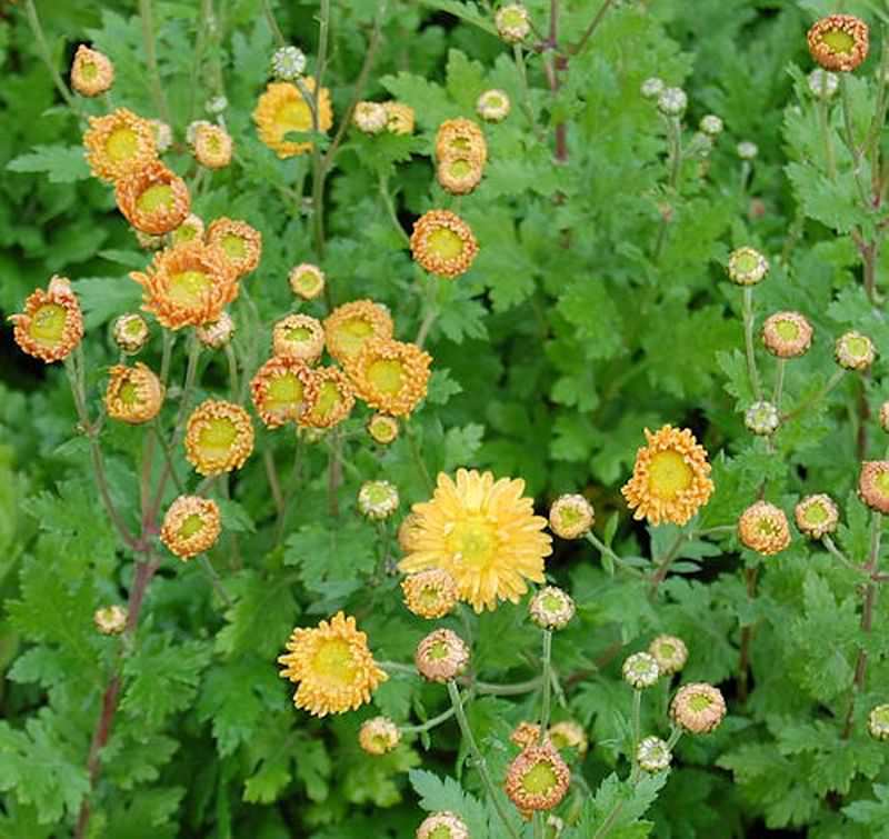  Winteraster Goldmarianne - Chrysanthemum Indicum