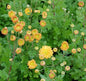  Winteraster Goldmarianne - Chrysanthemum Indicum