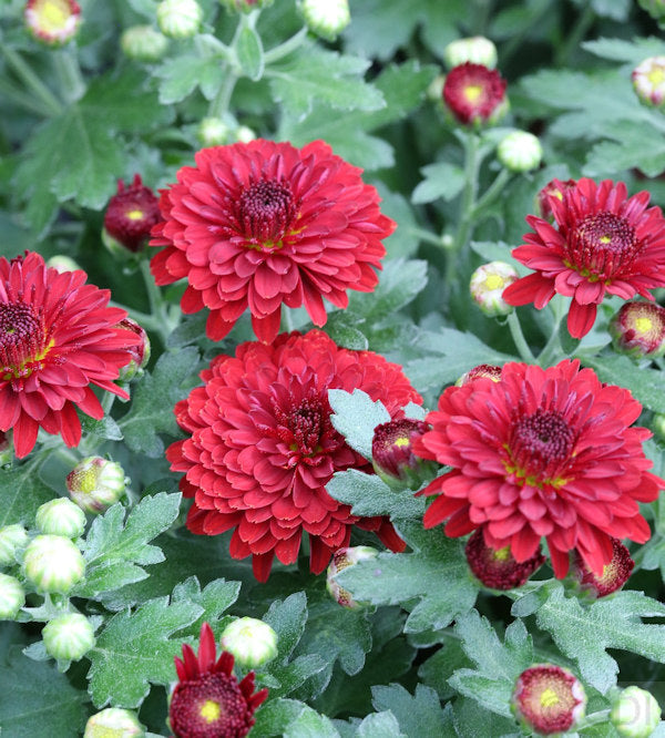  Winteraster Fellbacher Wein - Chrysanthemum Indicum