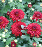  Winteraster Fellbacher Wein - Chrysanthemum Indicum