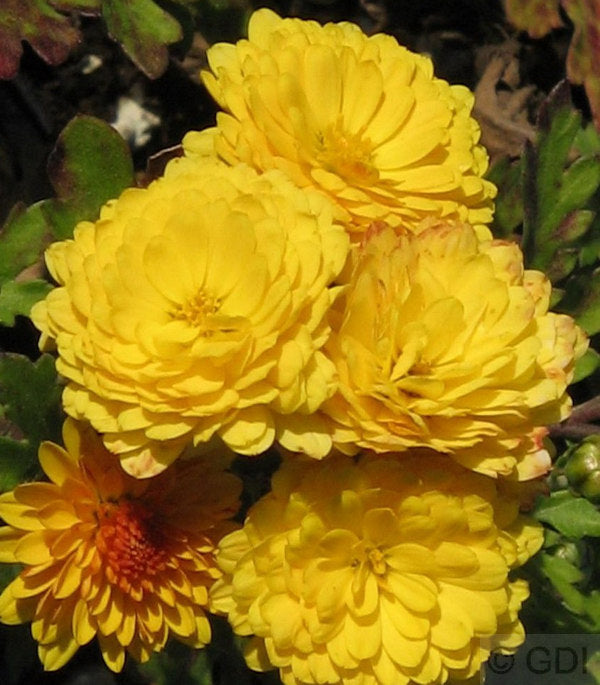  Winteraster Bienchen - Chrysanthemum Hortorum