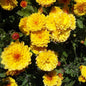  Winteraster Citronella - Chrysanthemum Hortorum