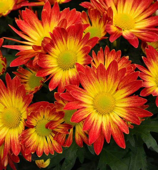  Winteraster Dernier Soleil - Chrysanthemum Hortorum