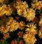  Winteraster Herbstreigen - Chrysanthemum Hortorum