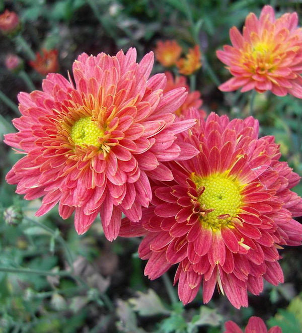  Winteraster Oury - Chrysanthemum Hortorum
