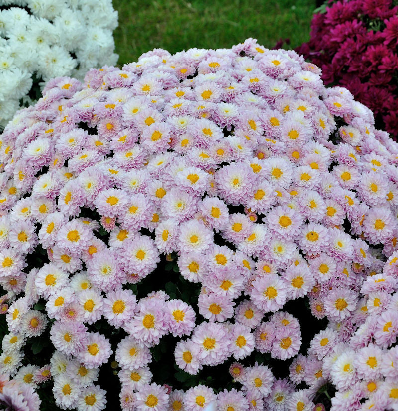  Winteraster Julia - Chrysanthemum Hortorum