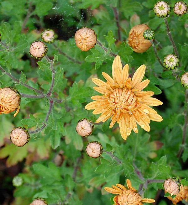  Winteraster Kleiner Bernstein - Chrysanthemum Hortorum