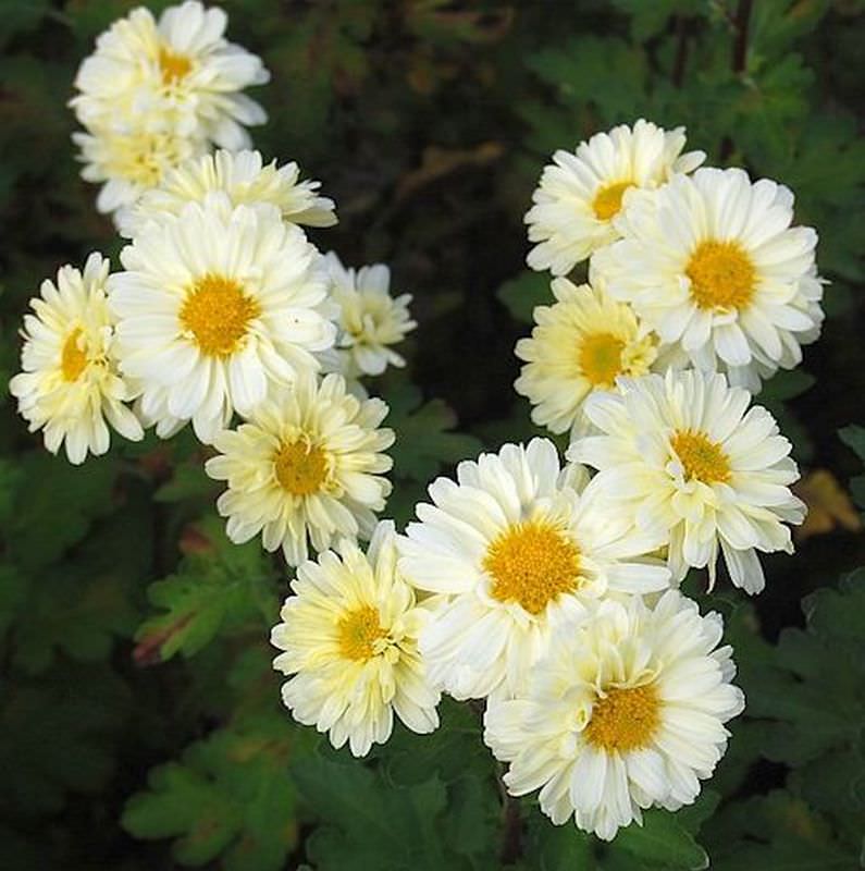 Herbstaster Poesie - Chrysanthemum Hortorum